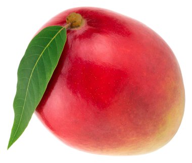 Yeşil yaprak beyaz arka plan üzerinde kırpma yolu izole ile Mango.