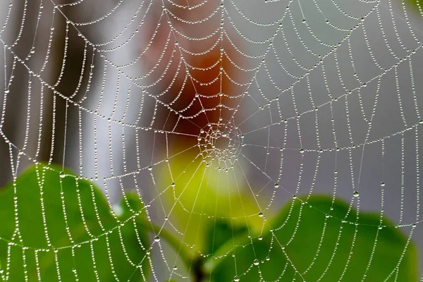 Spinnennetz Mit Regentropfen Auf Verschwommenem Hintergrund Nahaufnahme — Stockfoto