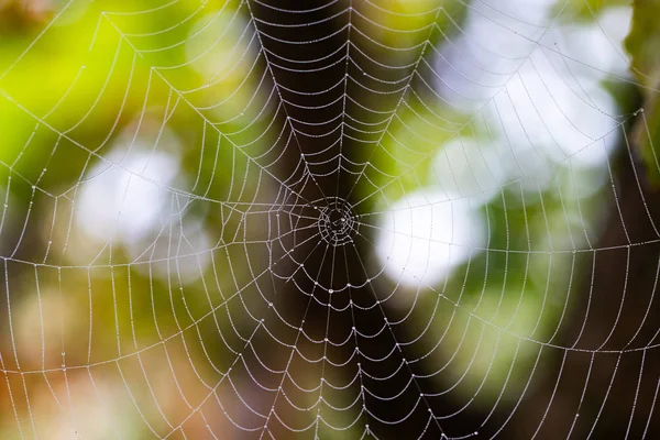 Spinnennetz Mit Regentropfen Auf Verschwommenem Hintergrund Nahaufnahme — Stockfoto