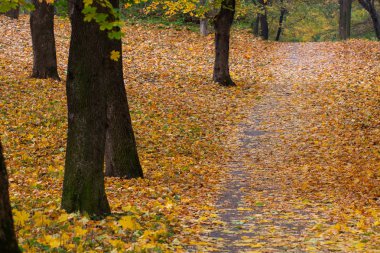 Sonbaharda Sis Ormanı 'nda Güneş ışınlarıyla aydınlatılan patika.