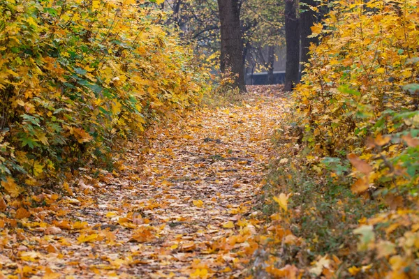 Ścieżka Przez Mglisty Las Jesienią Oświetlona Promieniami Słońca — Zdjęcie stockowe