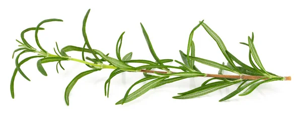 Rosemary Verde Fresco Isolado Fundo Branco — Fotografia de Stock