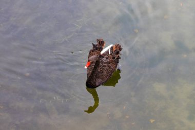 Kuğular gölde. Kuğu Gölü, romantizm, mevsimlik kartpostal ailesiyle güzel beyaz kuğu.