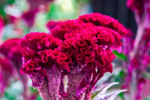 Czerwony Kwiat Celosia Ogrodzie Zbliżenie — Zdjęcie stockowe