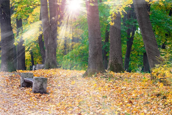 Ławka Parku Jesień Jesień Las Krajobraz Żółty Słońce — Zdjęcie stockowe
