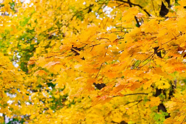 landscape autumn rays of the sun / beautiful landscape nature of, yellow forest and sun.