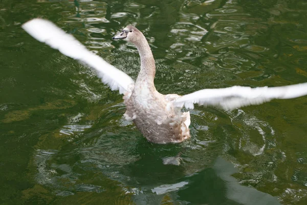 Labutí Jezero Krásná Bílá Labuť Rodinou Labutím Jezeře Romance Sezónní — Stock fotografie