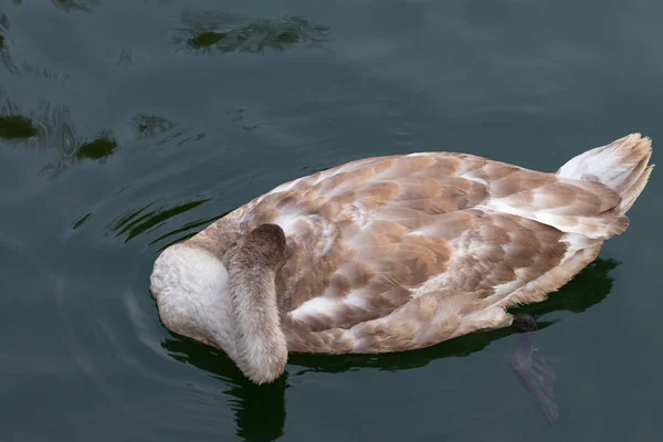 Labutí Jezero Krásná Bílá Labuť Rodinou Labutím Jezeře Romance Sezónní — Stock fotografie