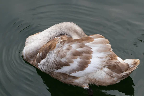 Labutí Jezero Krásná Bílá Labuť Rodinou Labutím Jezeře Romance Sezónní — Stock fotografie