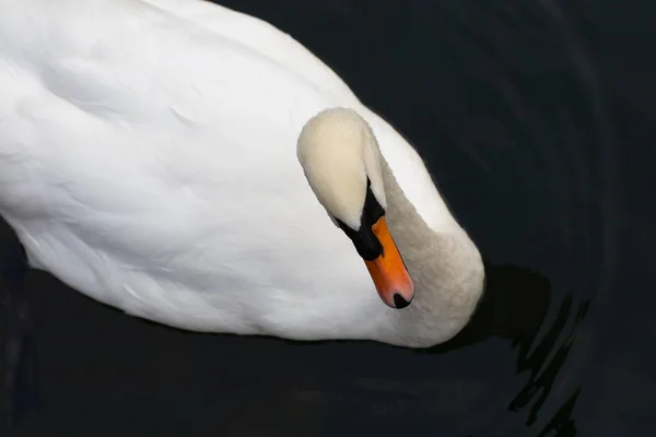 Labutí Jezero Krásná Bílá Labuť Rodinou Labutím Jezeře Romance Sezónní — Stock fotografie