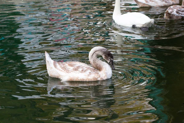 Labutí Jezero Krásná Bílá Labuť Rodinou Labutím Jezeře Romance Sezónní — Stock fotografie