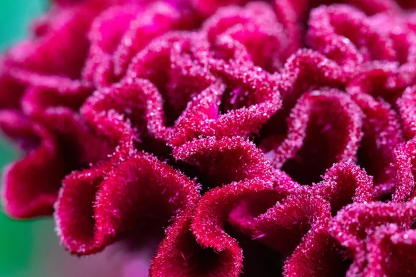 Röd Celosia Blomma Trädgården Närbild — Stockfoto