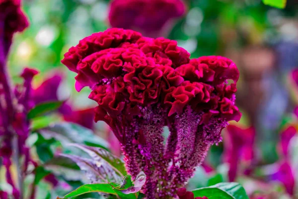 Czerwony Kwiat Celosia Ogrodzie Zbliżenie — Zdjęcie stockowe