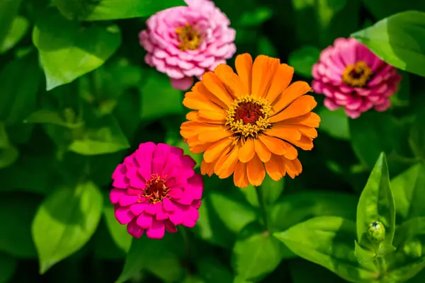 Blommor Zinnia Elegans Blommor Trädgården — Stockfoto