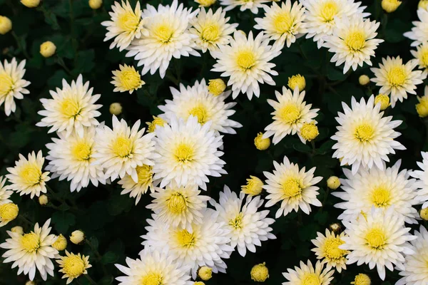 Fleurs Chrysanthème Chrysanthème Papier Peint Chrysanthèmes Automne — Photo