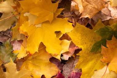 Renkli sonbahar akçaağaç arka plan bir sabah kalkıyor.