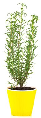 Beyaz arka plan, rosmarinus officinalis üzerinde sarı bir kap içine biberiye.