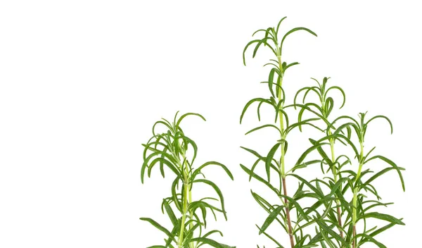 Fresh Rosemary Rosmarinus Officinalis Isolated White Background — Stock Photo, Image