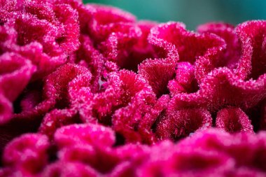Kırmızı Celosia çiçek Bahçe yakın çekim.