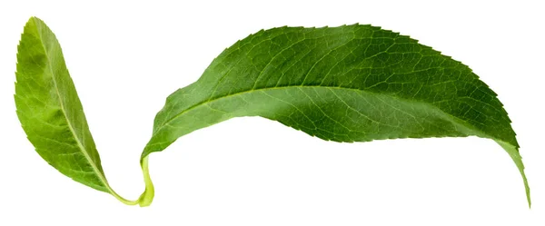 Feuilles Pêche Isolées Sur Fond Blanc Avec Chemin Coupe — Photo