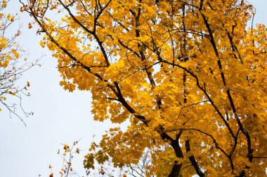 doğası, sarı orman ve güneş peyzaj sonbahar ışınları güneş / güzel manzara.