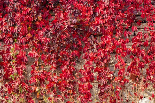 Climbing Plant Red Leaves Autumn Old Stone Wall — Stockfoto