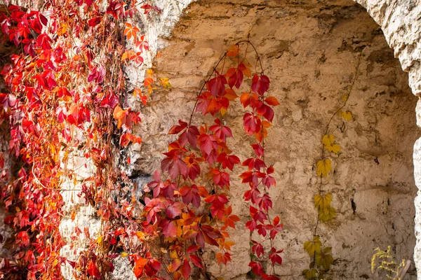 Kletterpflanze Mit Roten Blättern Herbst Der Alten Steinmauer — Stockfoto