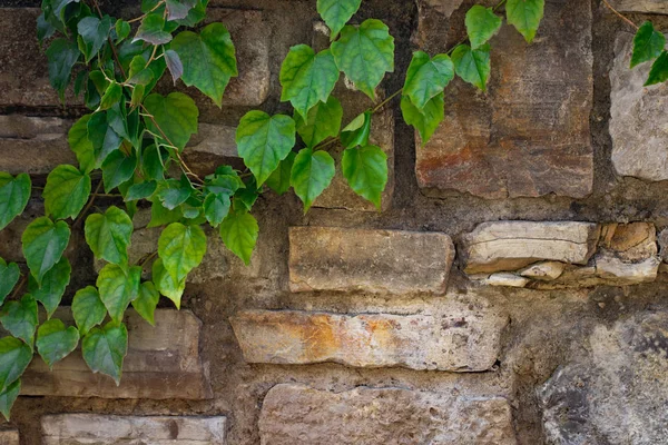 Bitki Yeşil Yaprakları Ile Eski Taş Duvara Tırmanma — Stok fotoğraf