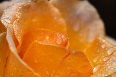 Turanj güller çiy siyah bir zemin üzerine düşer.