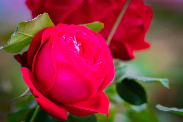 Rosa Rosa Flor Sobre Fondo Rosa Rosas Flores Naturaleza — Foto de Stock