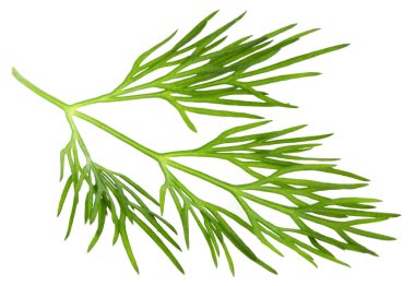 Taze yeşil dereotu beyaz arka planda izole edilmiş. makro.