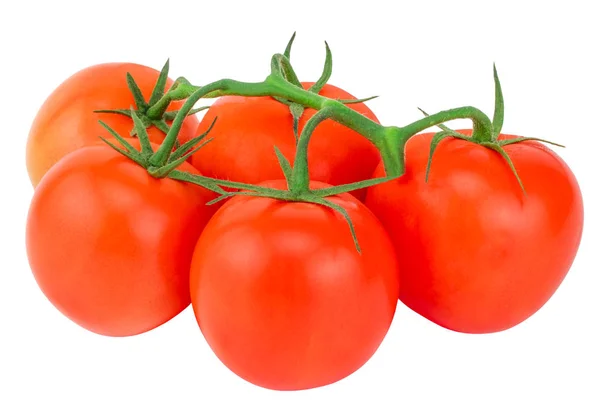 Tomate Tomatenzweig Tomaten Isoliert Auf Weiß Mit Schnittpfad — Stockfoto