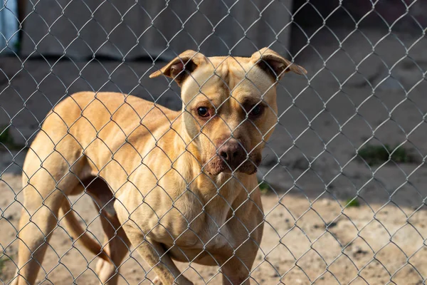 he homeless dog behind the bars looks with huge sad eyes with the hope of finding a home and a host.