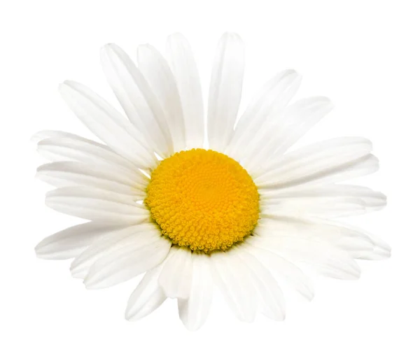 Kamille Oder Kamille Blüten Isoliert Auf Weißem Hintergrund — Stockfoto