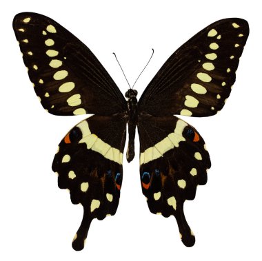 İpten kelebek, beyaz arka plan üzerinde izole. Papilio Lormieri.