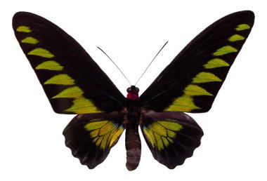 İpten kelebek, beyaz arka plan üzerinde izole. Trogonoptera Broockiana.