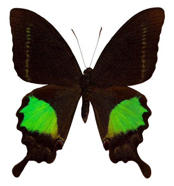 色の蝶 白い背景で隔離 アゲハ — ストック写真