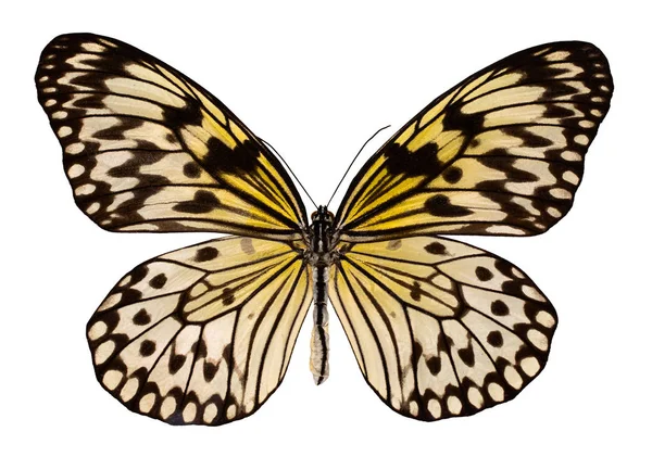色の蝶 クリッピング パスと白い背景に分離された オオゴマダラ ストック画像