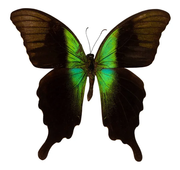 色の蝶 白い背景で隔離 アゲハ Adamantius — ストック写真