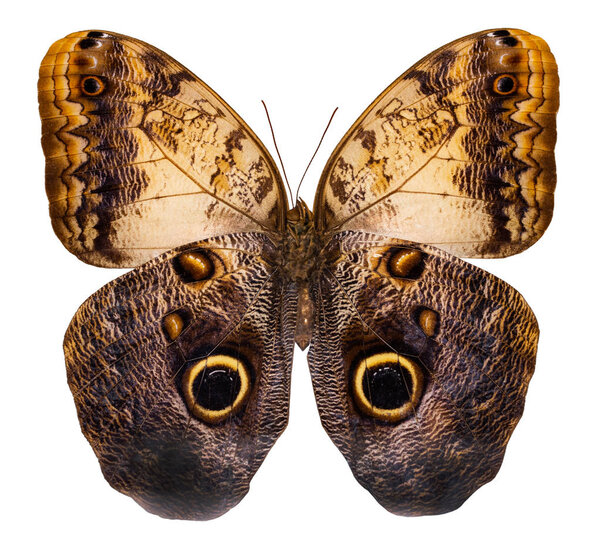 Color butterfly, isolated on white background (Caligo brazaliensis).