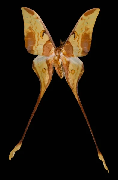 色の蝶 黒背景 Actias Maenas に分離 ロイヤリティフリーのストック写真
