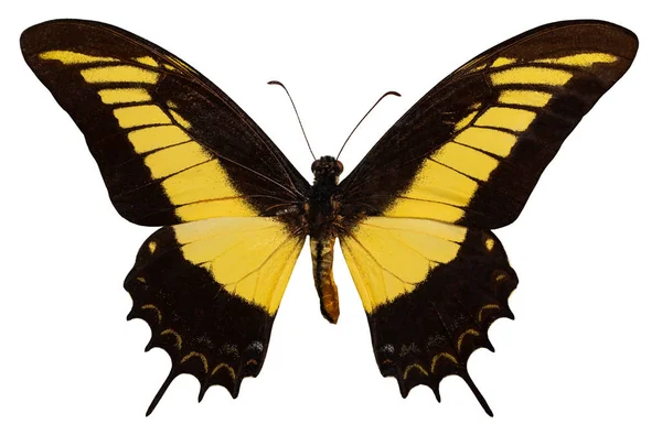 色の蝶 白い背景で隔離 アゲハ アンドロゲオース ロイヤリティフリーのストック画像