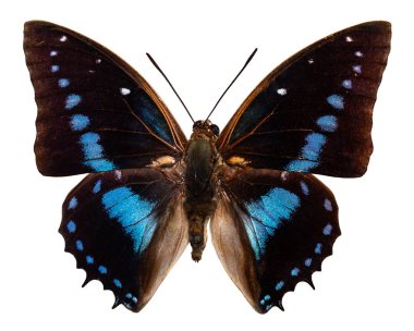 İpten kelebek, beyaz arka plan üzerinde izole. Papilio Nireus.