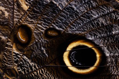 Kelebek kanadı dokusu, arka plan için kelebek kanadının detaylarını kapat.