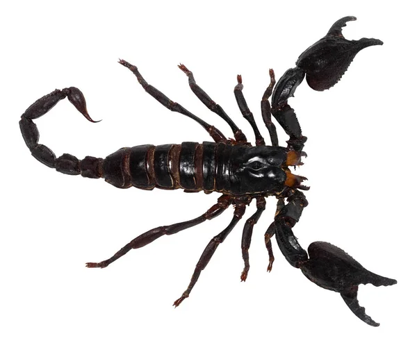 Black Scorpion Geïsoleerd Een Witte Achtergrond Pandinus Longimanus — Stockfoto