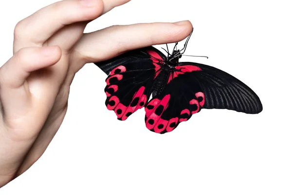 Papillon Sur Main Femme Concept Mouvement Isolé — Photo