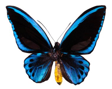 İpten kelebek, izole kırpma yolu ile beyaz arka plan üzerinde... Ornithoptera priamus.
