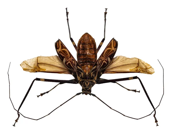 Käfer Acrocinus Longimanus Isoliert Auf Weißem Hintergrund — Stockfoto