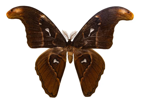 颜色蝴蝶 在白色背景上被隔绝与剪裁路径 Attacus Crameri — 图库照片