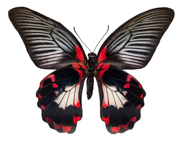 Mariposa Color Aislada Sobre Fondo Blanco Con Ruta Recorte Papilio — Foto de Stock